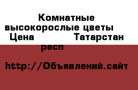 Комнатные высокорослые цветы   › Цена ­ 2 500 - Татарстан респ.  »    